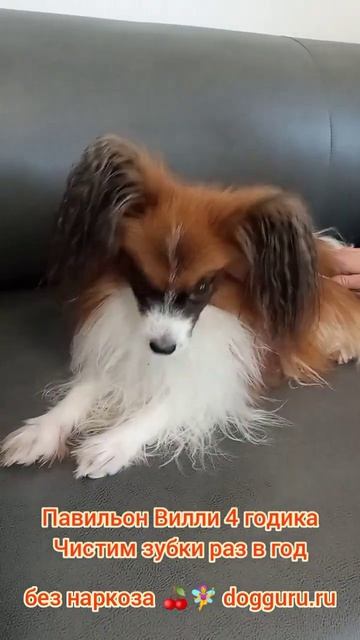 Папильон Вилли 4 годика, чистим зубки раз в год
