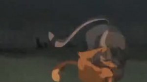 коты воители Эдит Огнезвёзду