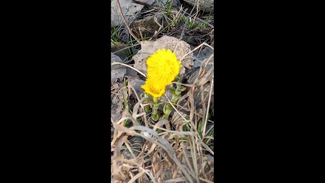 Нейро ВИА - Мать-и-мачеха