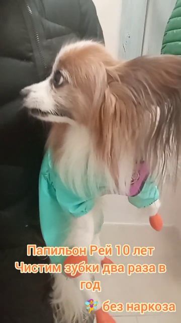 Папильон Рей 10 лет Чистка зубов у собак собака