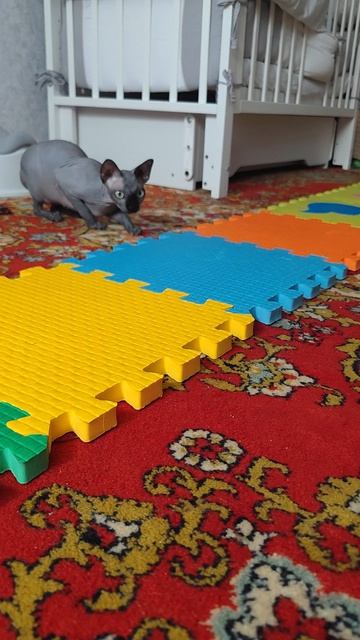 Буся выставочное видео