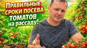 Когда сеять томаты для открытого грунта? Не ошибитесь со сроками
