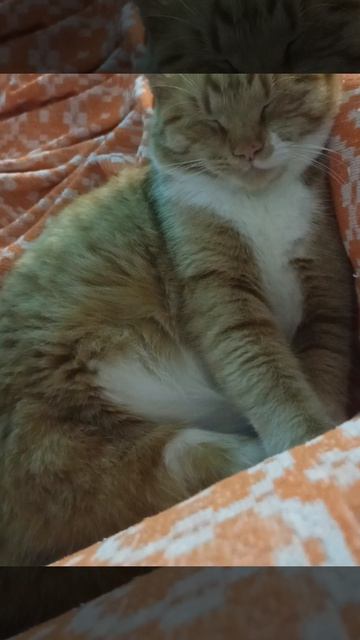 Сладкий сон Персюши смотреть со звуком