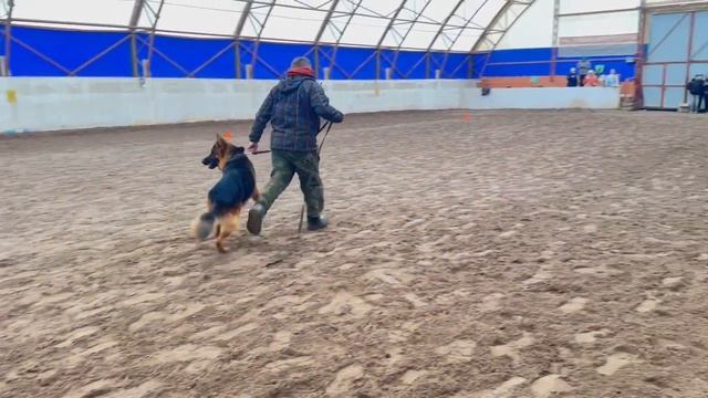 1.  выражено/перв JULIO AUS BREITSCHEID (Sardis V. Ghattas – Jolanta V. Luttersbruch)