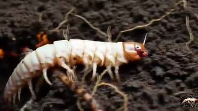 .... Майских Жук - Что мы знаем о нём....