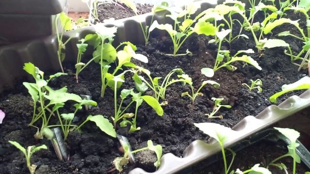 Весенний, морозный день! Редис на окне. Рассада. Выращивание в квартире, на окне, на подоконнике