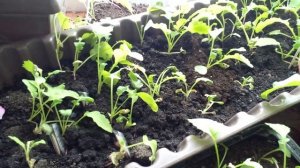 Весенний, морозный день! Редис на окне. Рассада. Выращивание в квартире, на окне, на подоконнике