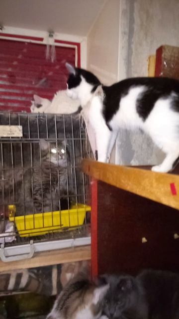 У Барсика любовь ко всему , что движется. Во дворе  в застенки до кастрации