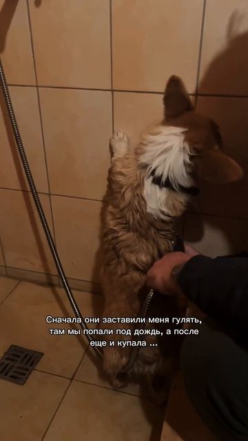 В блоге про жизнь с Коржом