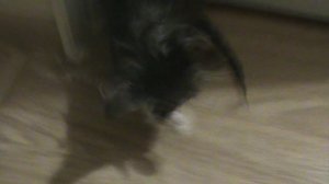 4)Ё ДОМА КОШКА