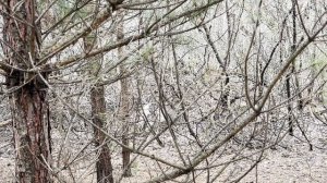 Нарезка с прогулки Беркута и Бури