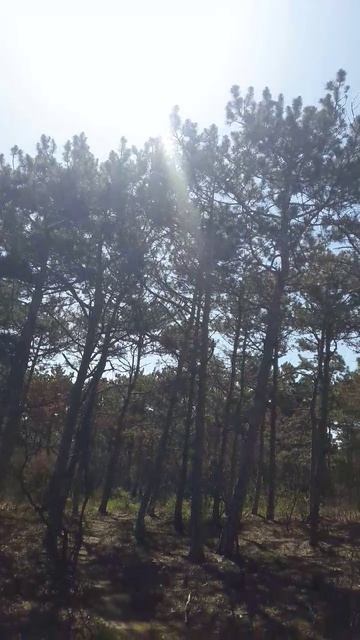 Прекрасное весеннее утро в лесу !!!