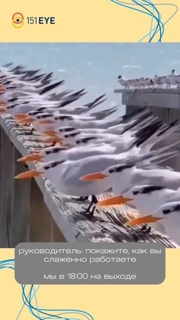 А вы что делаете слаженно с коллегами? 