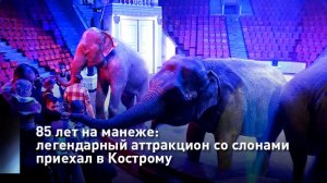 85 лет на манеже: легендарный аттракцион со слонами приехал в Кострому