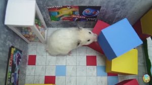 Хомячок убегает из ловушки голодных акул в водном лабиринте! часть 9