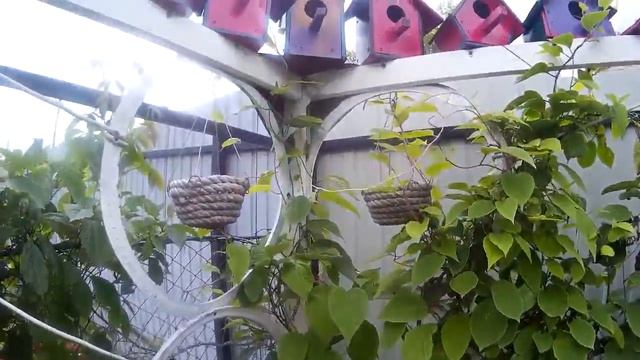 Шпалера - пергола - арка для лимонника. Идеи для дачи \ Trellis - pergola - arch . ( DIY )