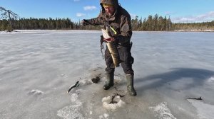 НА МОТОСОБАКЕ В ТАЙГУ. РЫБАЛКА НА ОЗЕРЕ ГДЕ НИКТО НЕ ЛОВИТ РЫБУ