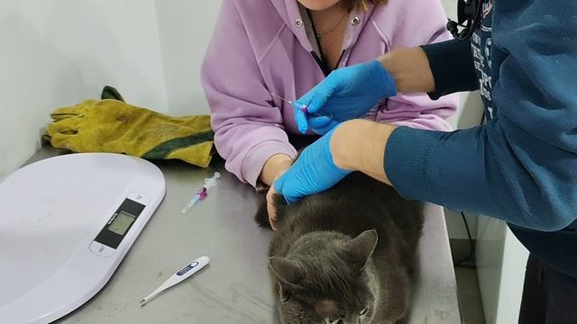 Ездили вакцинировать Мышку в ветклинику 