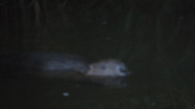 DSCN2973На Добше реке.Бобр.