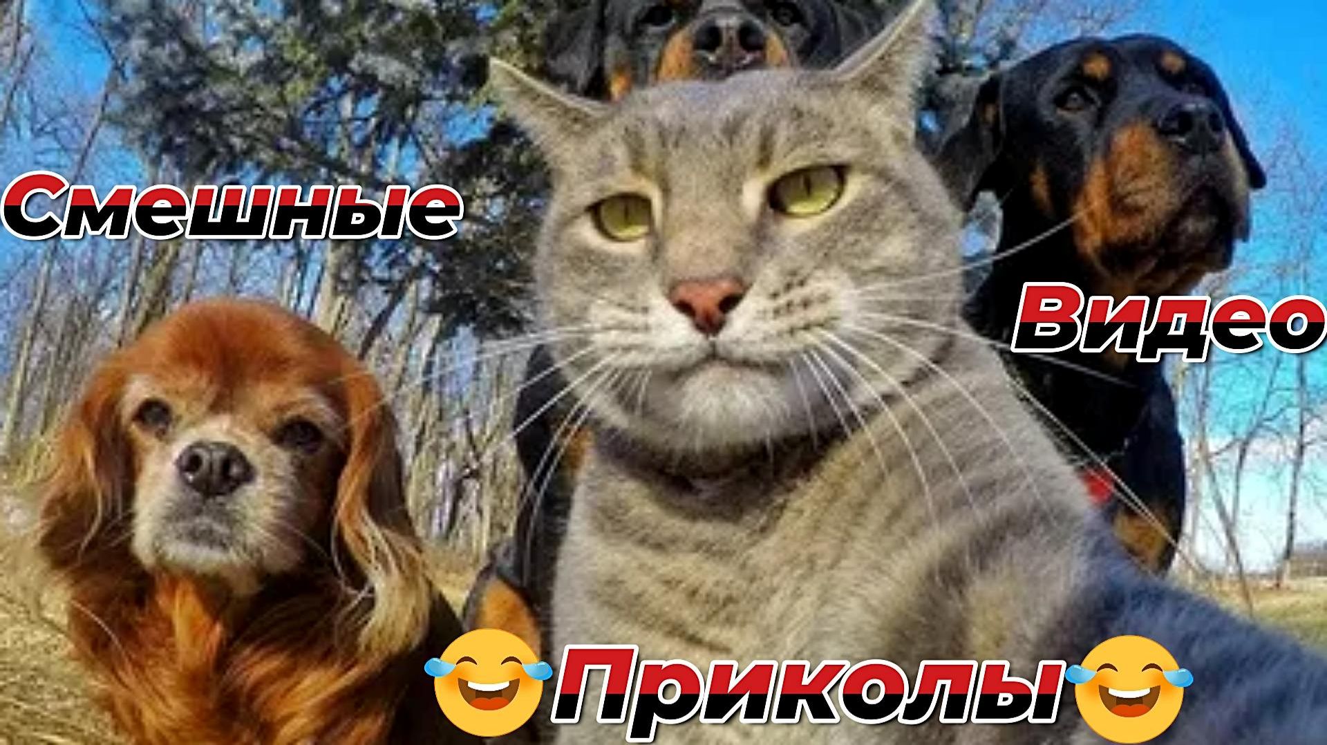 Смешные видео|Кошки и Собаки