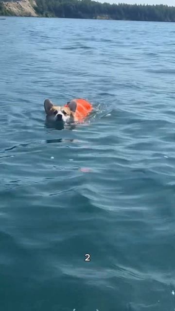 Поддержи лапой  поставь лайк! корги dogreaction милота собаки corgi shorts