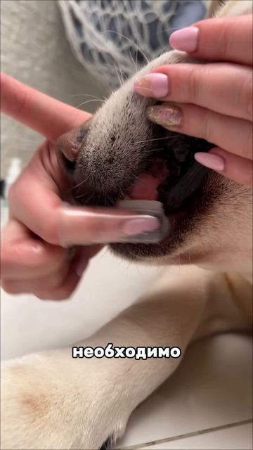 Я В ШОКЕ😱

Не думала ,что желтизну и налёт на зубах можно убрать за несколько недель.

У Амура были