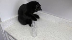 5 Life Hacks Fur Cat Owners