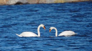 Лебеди17.04.2026