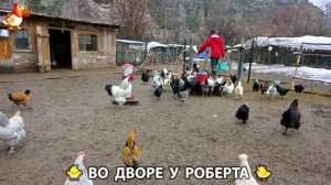Содержание кур в домашних условиях и других птиц во дворе у Роберта 🐣🐤🦆🐔🪿🦃 (470)