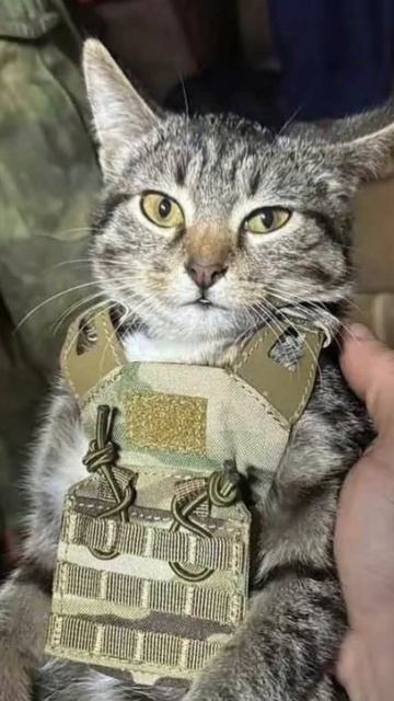 #юмор, #смех, #юморок, #прикол, #шутки, #fun, #funny, #humor, #laugh, #lol, #lmao.