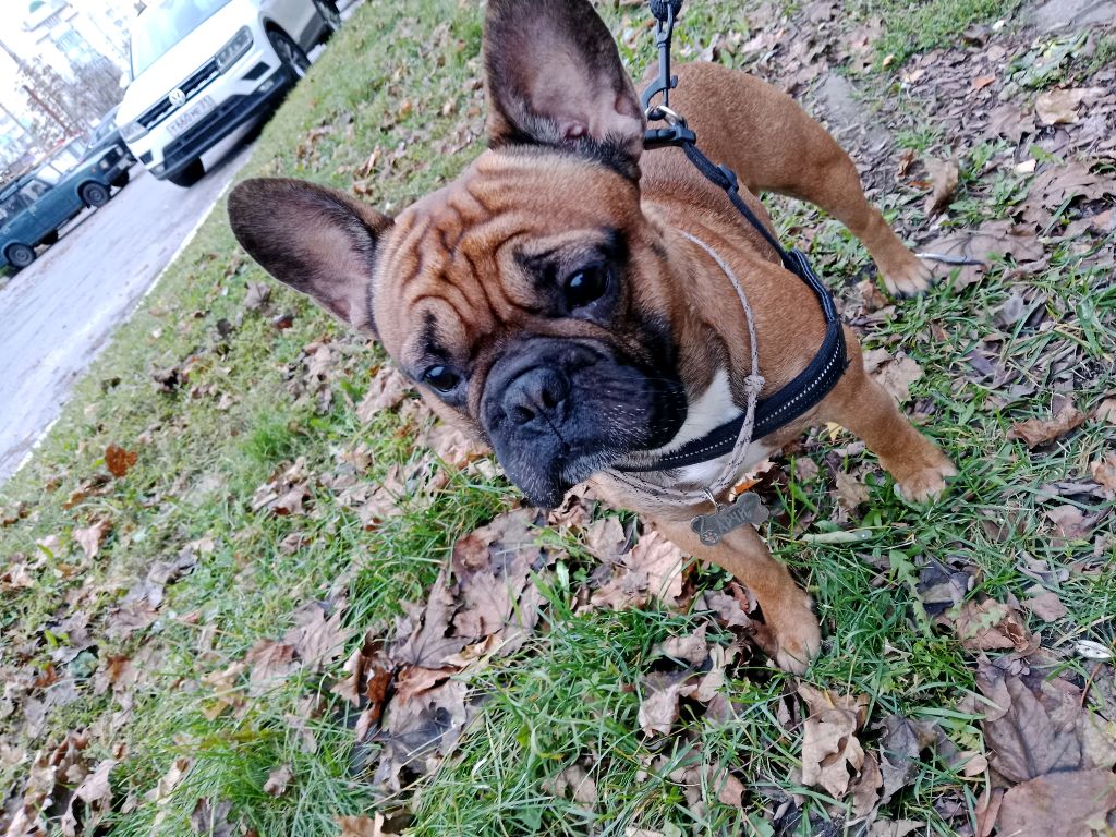 стрим играю в Фортнайт