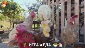 Кормление кур овощами и фруктами для зарядки и от скуки 🥗🐓🤗  (86)
