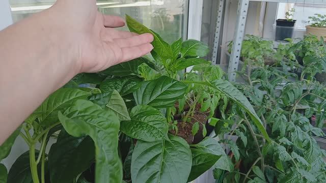 28 марта 2026 г.Рассада,комнатные растения.