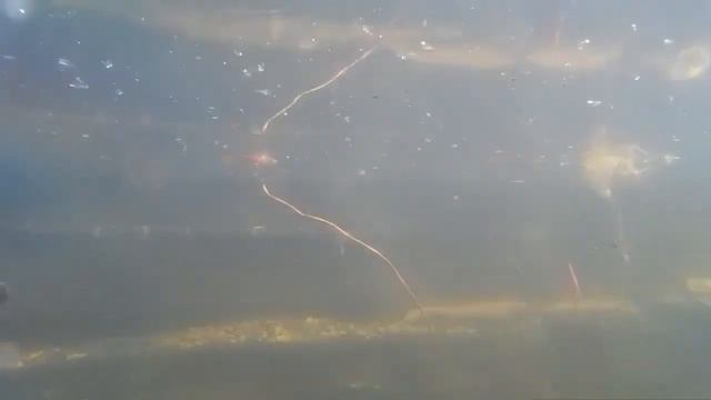 Жуткие головастики. Мой дачный пруд. \ Tadpoles.