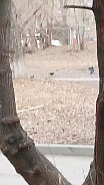 к нам прилетели