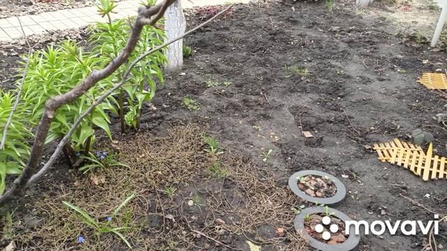 Цветёт форзиция.По огороду.Посадила редиску.