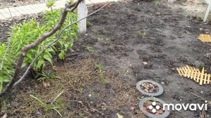 Цветёт форзиция.По огороду.Посадила редиску.