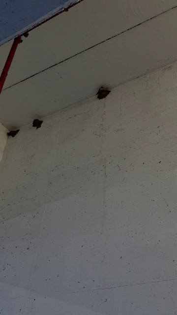 ЛАСТОЧКИ ПОСТРОИЛИ ДОМИКИ