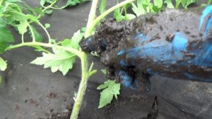 Я люблю МОКРЫЙ способ посадки томатов. Высаживаю в ГРЯЗЬ. 2 апреля 2025.