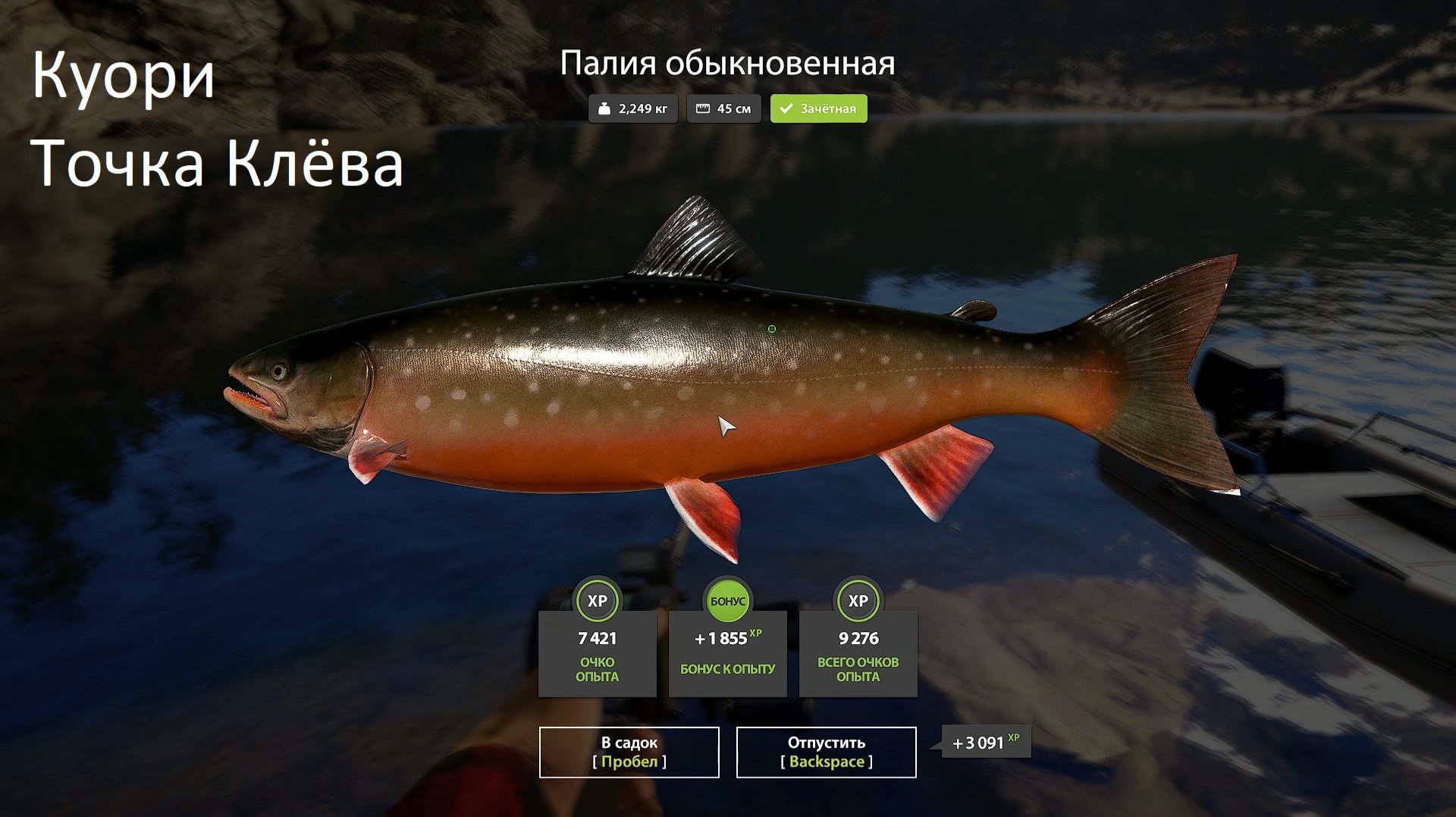 Раздача Палия обыкновенная Куори РР4, RF4