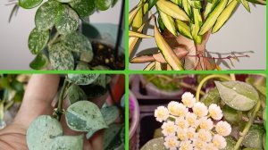 Сбежавшая хойя. Обзор хой и дисхидий на мудборде