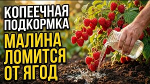 Копеечная подкормка под корень малина гнется до земли, ягода — с крупную вишню