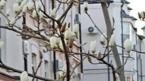 Ессентуки Магнолия Белая и Розовая 17 апреля 2026.год