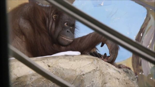 Орангутан Мишель дремлет со своей дочкой а Бату за ними наблюдает 14.04.2026