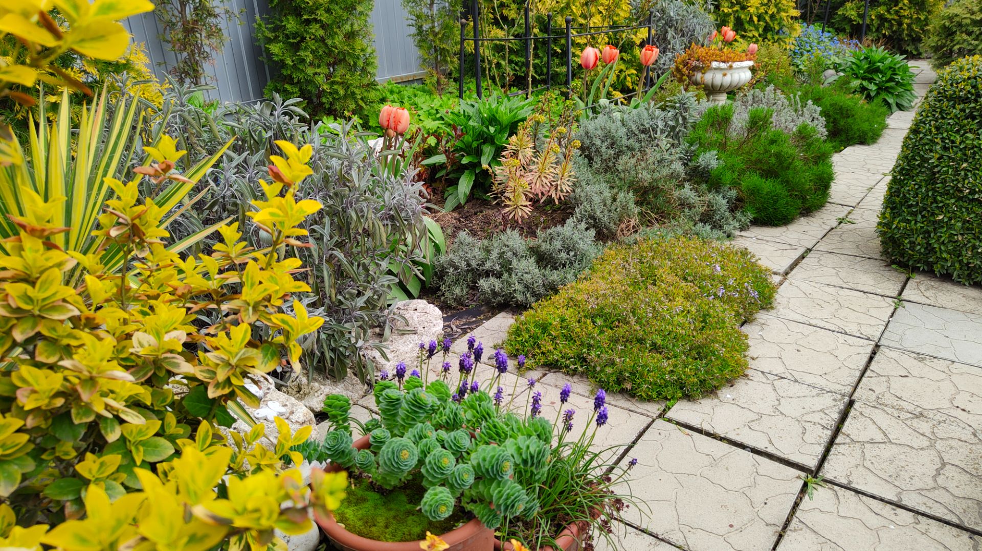 Зацвели первые тюльпаны и белоцветник летний, южный сад 15.04.2026 г. Пятигорск