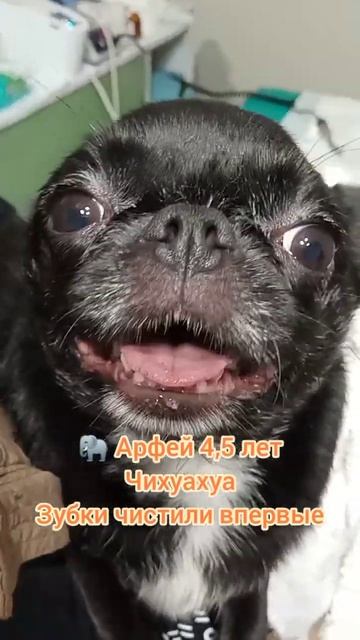 Чихуахуа Арфей 4,5 лет, зубки чистили впервые.