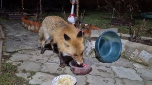 1257 Лиса приходит в гости. Апрель 2026