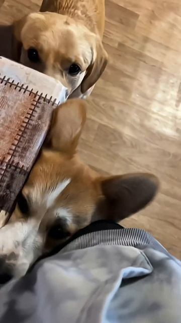 Подписка  ежедневная доза корги корги corgi собака corgishorts tiktok смешныевидео corgidog
