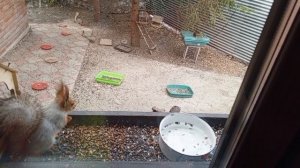 пятница за окном зоопарка