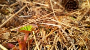 В. Шекспир.  Сонет 2.  Когда твоё чело избороздят...